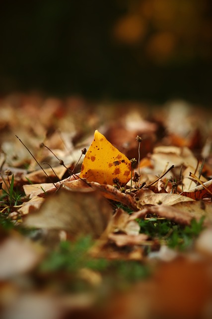 布克与火箭 布克与火箭