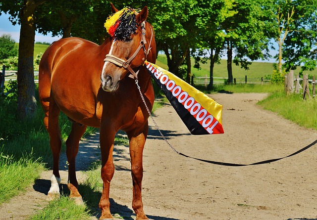 新星前锋 新星前锋
